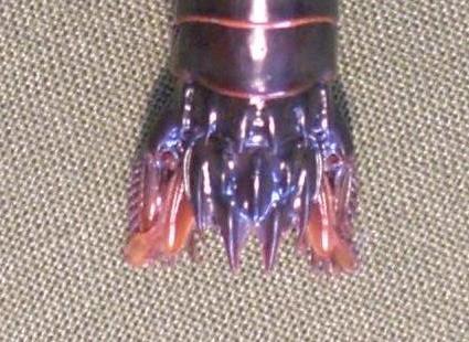 gonodactylus smithii T.F.C. AS6 and telson.JPG